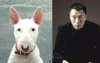 明星的狗,揭秘明星狗狗们的魅力风采